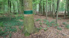 Leimring um einen Baum