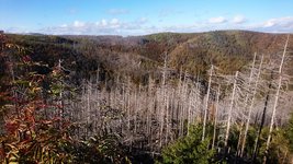 vom Borkenkäfer geschädigte Waldflächen im Harz (Foto: T. Zeppenfeld)
