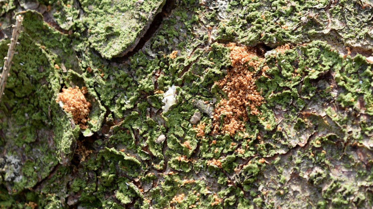 Holzmehl auf Rinde