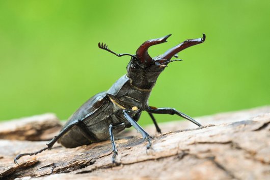 Hirschkäfer auf einem Ast