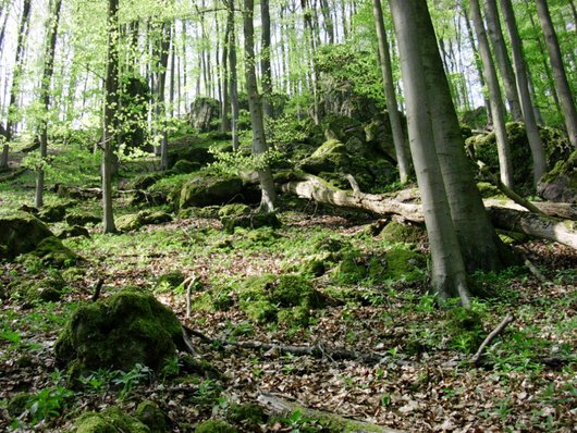 Strukturreicher Buchenwald im Frühling