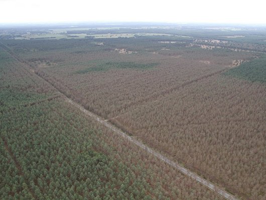 Luftbild: Große Flächen braun gefressener Kiefern umgeben von grünen Kiefern
