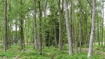 Weichlaubhölzer