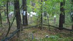 Regensammler in einem Laubwald