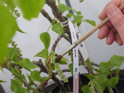 Auf dem Foto ist eine gelenkte Kreuzung: Künstliche Bestäubung weiblicher Populus trichocarpa-Blüten abgebildet. Foto: C. Fey