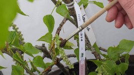 elenkte Kreuzung: Künstliche Bestäubung weiblicher Populus trichocarpa-Blüten mit einem Pinsel