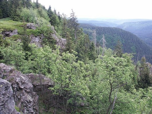 Felsen im Frühlingswald