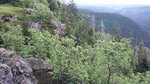 Hahnenkleeklippen im Harz