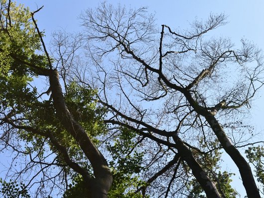 Teils kahle Rotbuchen im Sommer