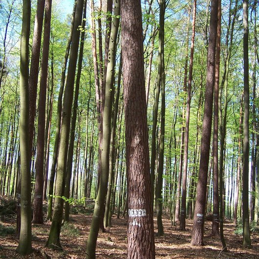 mehrschichtiger Kiefern- und Buchenmischbestand