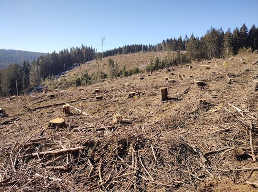 Geräumte, kahle Waldfläche nach Borkenkäferbefall.