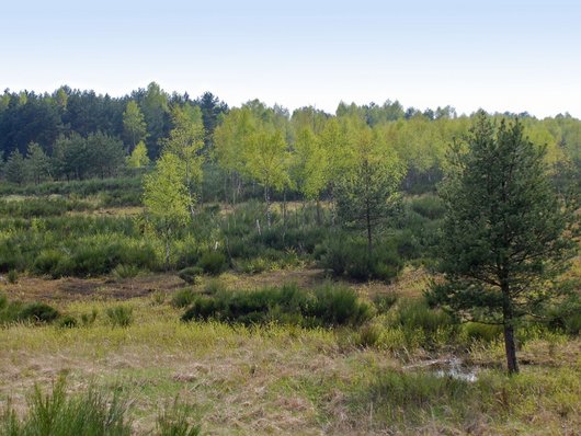 Auf dem Foto ist eine Landschaft mit Laub- und Nadelbäumen abgebildet. Foto: M. Meißner