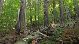 Buchenwald mit liegendem und stehendem Totholz