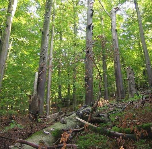Auf dem Foto ist liegendes und stehendes Totholz in einem Buchenwald abgebildet.