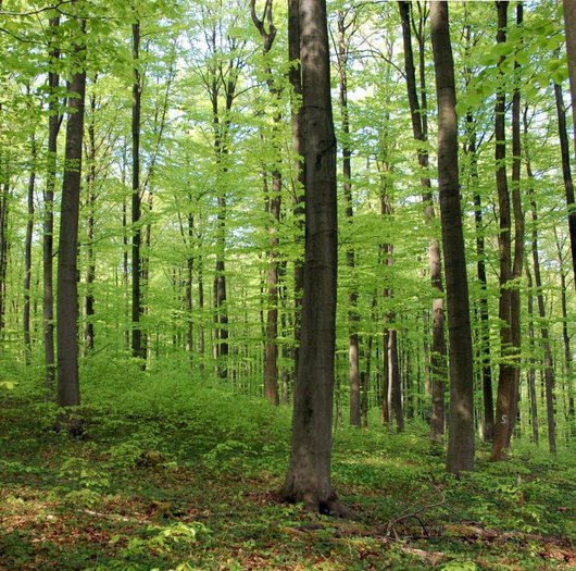 Buchenwald im Frühjahr