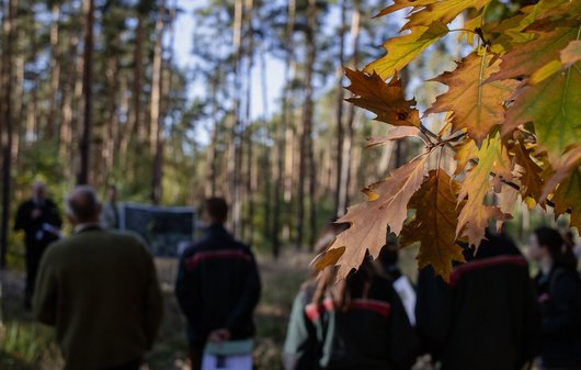 Eiche mit Forstleuten im Hintergrund