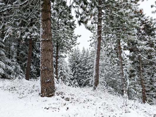 Winterlicher Nadelwald