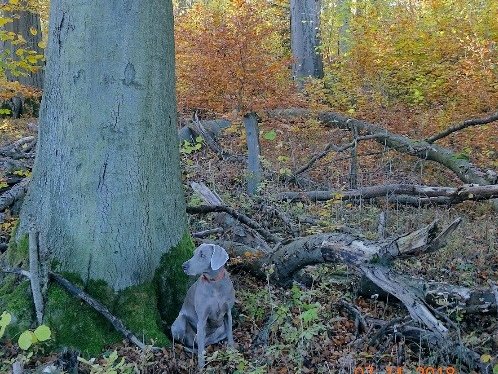 Auf dem Foto ist eine Naturwald-Entwicklungsfläche in Harste abgebildet. Foto: H. Hondong