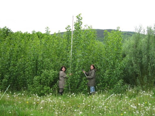 zwei Mitarbeiterinnen messen die Höhe junge Bäume