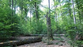 Naturwaldfläche: Laubwald mit liegendem und stehendem Totholz