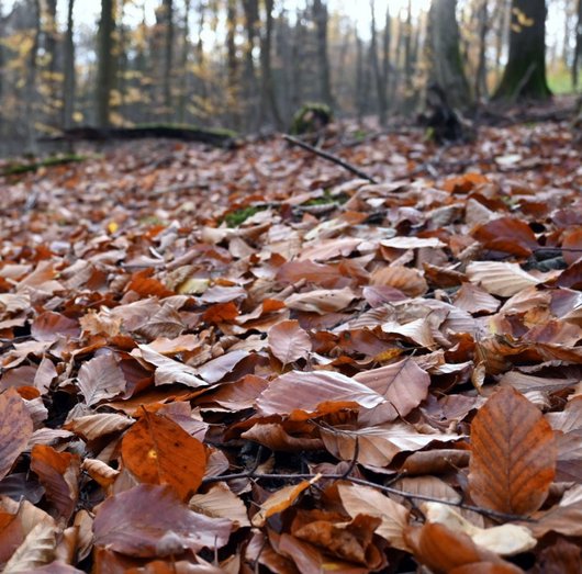Buchenlaub auf dem Waldboden