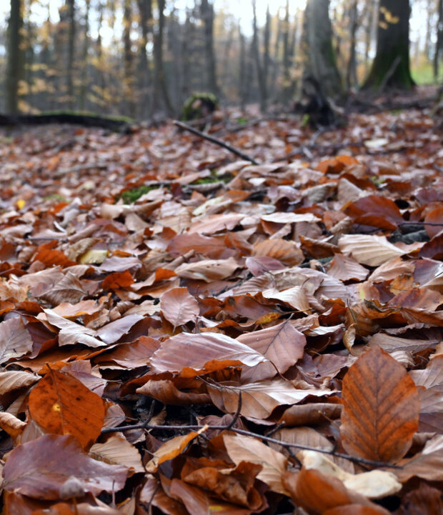 Buchenlaub auf dem Waldboden