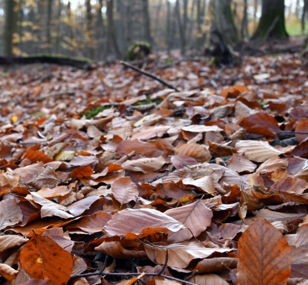 Buchenlaub auf dem Waldboden