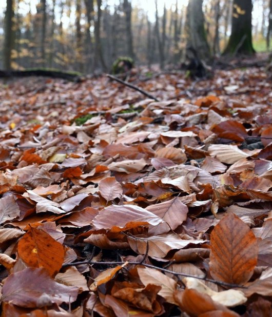 Buchenlaub auf dem Waldboden