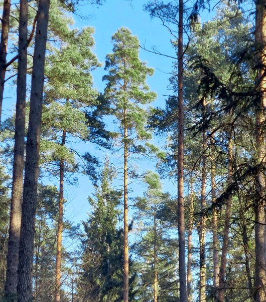 Eine Kiefer inmitten eines Waldbestandes