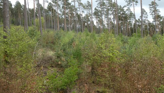 Versuchsfläche mit intensiv gemischter, baumartenreicher Naturverjüngung unter 150 jähriger Kiefer