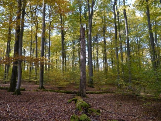 Auf dem Foto ist ein Waldausschnitt aus dem Naturwald Limker Strang abgebildet. Foto: P. Meyer