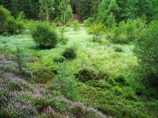 Auf dem Foto ist ein vermoorter Talgrund im Burgwald abgebildet (Foto: P. Küchler) 
