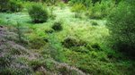 Vermoorter Talgrund im Burgwald