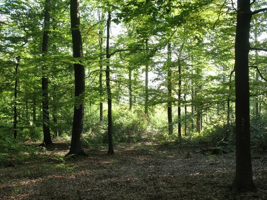 Auf dem Foto ist ein Buchenwald abgebildet. Foto: U. Talkner