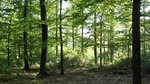 Buchenwald