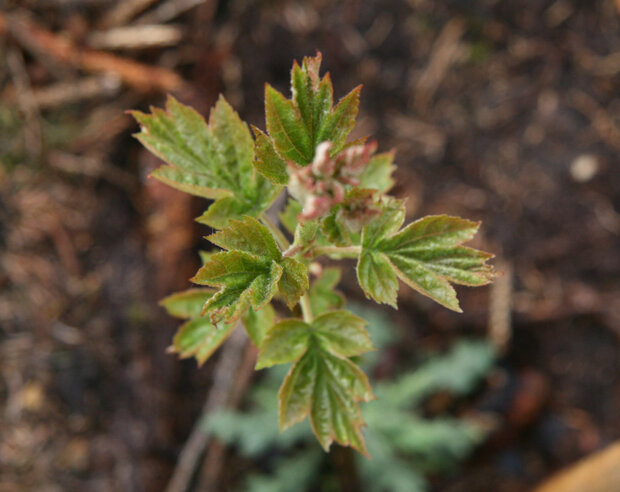 Blick auf eine junge Elsbeere von oben