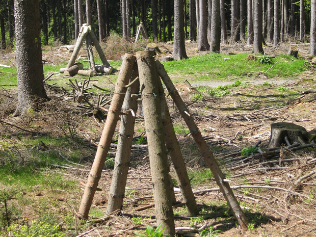 gegeneinander gelehnte Fichtenstammstücke im Wald