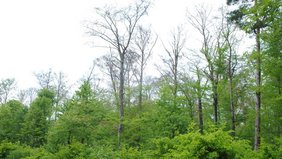 Foto zeigt stark geschädigten Buchenwald über vitaler Verjüngung