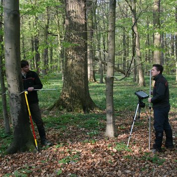 Zwei Forstleute vermessen einen Baum.