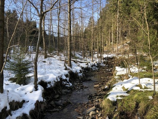 Waldlandschaft im Winter mit einem Bach