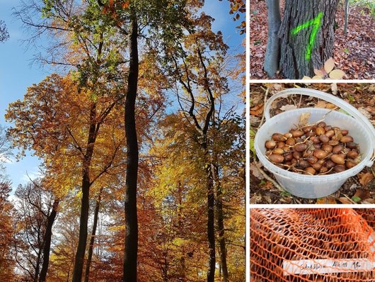 Collage von Fotos: Saatgutbäume und Saatgut im Eimer und in Netzen