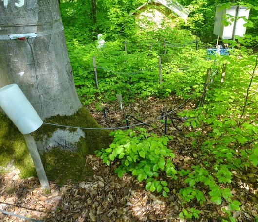 Auf dem Foto ist ein Messfeld zur Bodenfeuchtemessung auf der Intensivmonitoringfläche Krofdorf abgebildet, Foto: H. Meesenburg