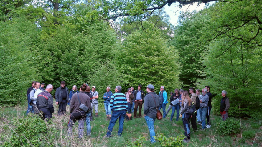 Gruppe Menschen im sommerlichen Hutewald
