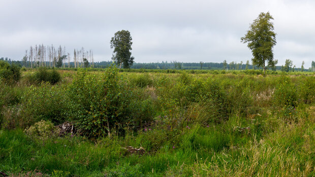 Feuchtes offenes Moorgebiet mit vereinzelten kleinen Birken