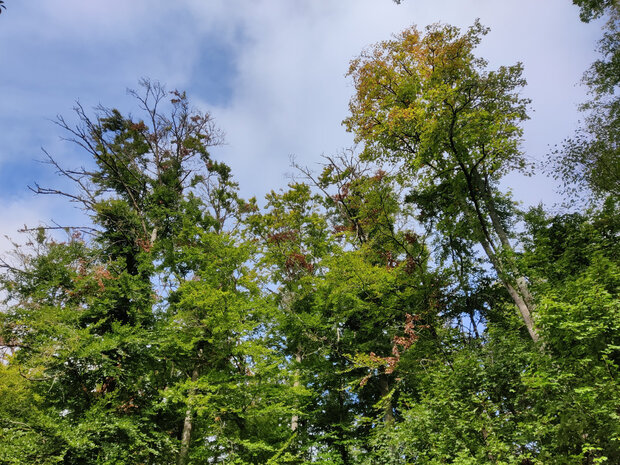 Buchen mit trockenen Ästen