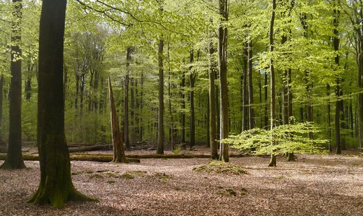 alter Buchenwald im Frühling