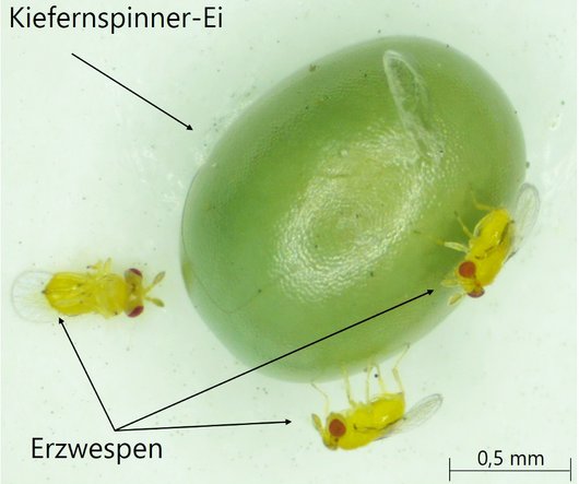 kleine gelbe Wespen an dickem grünen Ei des Kiefernspinners