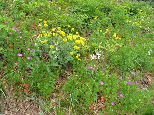 Blumen eines artreichen wärmeliebenden Waldsaumes