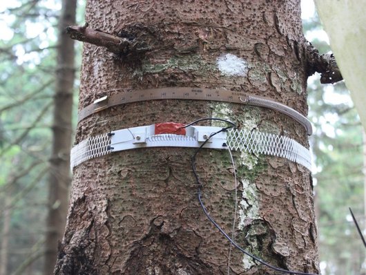 An einem stehenden Baumstamm befestigtes Messgerät im Wald