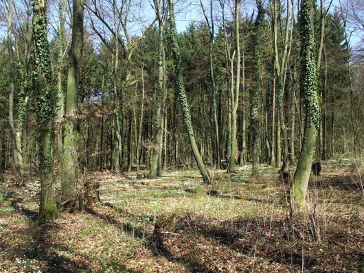 Auf dem Foto ist der Kleinprivatwald im FFH-Gebiet „Teutoburger Wald, Kleiner Berg“, südliches Osnabrücker Land, Niedersachsen abgebildet. Foto: A. Mölder